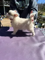 KitKat M1 Full AKC, a male Chihuahua for sale in Cullowhee, NC – Photo 10 of 10