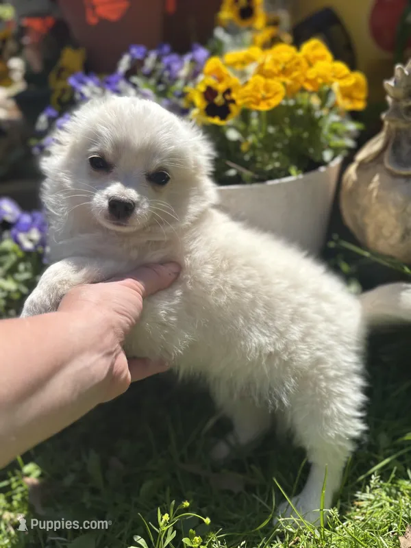 KitKat M1 Full AKC – Chihuahua puppy for sale in Cullowhee, NC