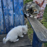 Cotton Full AKC, a male Chihuahua for sale in Cullowhee, NC – Photo 6 of 9