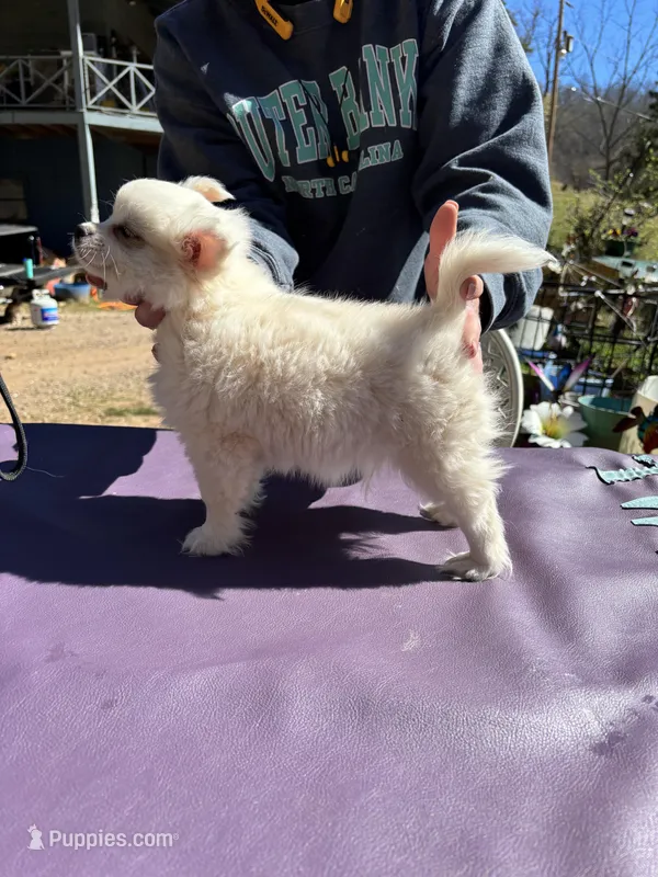 KitKat M1 Full AKC – Chihuahua puppy for sale in Cullowhee, NC
