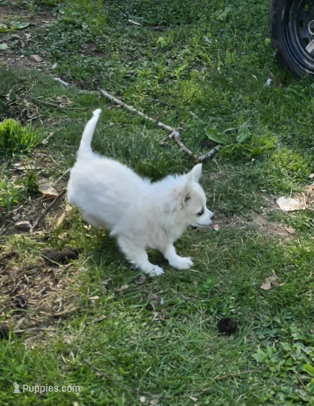 Cotton Full AKC – Chihuahua puppy for sale in Cullowhee, NC