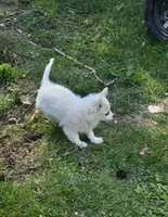 Cotton Full AKC, a male Chihuahua for sale in Cullowhee, NC – Photo 1 of 9