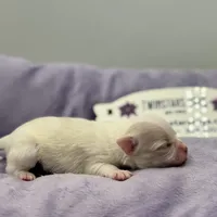 KitKat M1 Full AKC, a male Chihuahua for sale in Cullowhee, NC – Photo 2 of 10