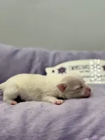 KitKat M1 Full AKC, a male Chihuahua for sale in Cullowhee, NC – Photo 2 of 10