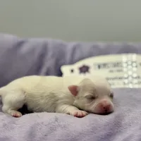 KitKat M1 Full AKC, a male Chihuahua for sale in Cullowhee, NC – Photo 7 of 10