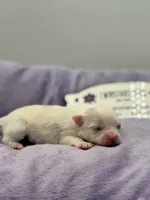 KitKat M1 Full AKC, a male Chihuahua for sale in Cullowhee, NC – Photo 7 of 10