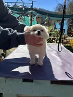 KitKat M1 Full AKC, a male Chihuahua for sale in Cullowhee, NC – Photo 8 of 10