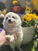 KitKat M1 Full AKC, a male Chihuahua for sale in Cullowhee, NC – Photo 3 of 10