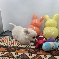 KitKat M1 Full AKC, a male Chihuahua for sale in Cullowhee, NC – Photo 6 of 10