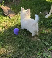 Cotton Full AKC, a male Chihuahua for sale in Cullowhee, NC – Photo 9 of 9