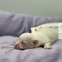 KitKat M1 Full AKC, a male Chihuahua for sale in Cullowhee, NC – Photo 9 of 10