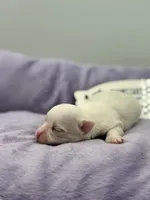 KitKat M1 Full AKC, a male Chihuahua for sale in Cullowhee, NC – Photo 9 of 10