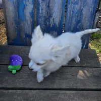 Cotton Full AKC, a male Chihuahua for sale in Cullowhee, NC – Photo 8 of 9