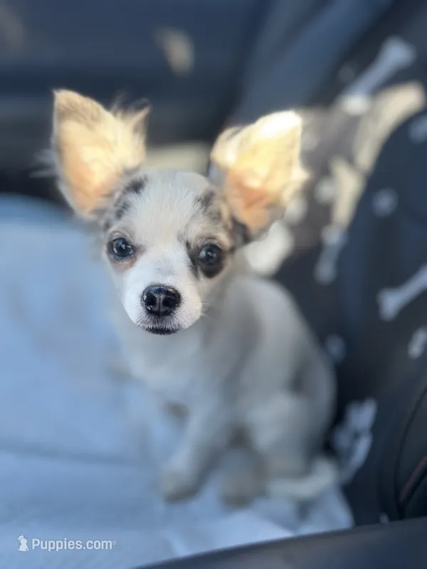 Full AKC Blue Eyed Jill female – Chihuahua puppy for sale in Cullowhee, NC
