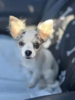 Full AKC Blue Eyed Jill female, a female Chihuahua for sale in Cullowhee, NC – 1 of 10