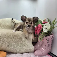 Full AKC Summer female, a female Chihuahua for sale in Cullowhee, NC – 3 of 10