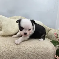 Kitkat Full Akc Champion sire male, a male Chihuahua for sale in Cullowhee, NC – 9 of 10