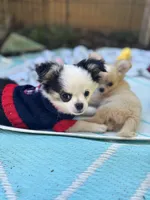 Pumbaa Full Akc Champion sire male, a male Chihuahua for sale in Cullowhee, NC – 10 of 10