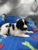 Lucy’s male full AKC color head , a male Shetland Sheepdog for sale in Cullowhee, NC – 1 of 10