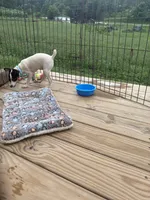 No papers Mini's Male # 4, a male Toy Fox Terrier for sale in Cullowhee, NC – 7 of 8