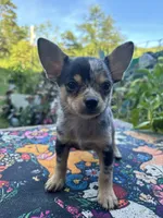 Ravens male full AKC , a male Chihuahua for sale in Cullowhee, NC – 5 of 10