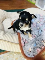  tri male 2  AKC , a male Chihuahua for sale in Cullowhee, NC – 2 of 10