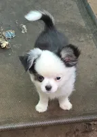 Kitkat Full Akc Champion sire male, a male Chihuahua for sale in Cullowhee, NC – 7 of 9
