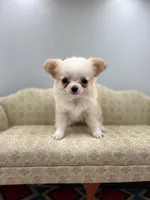 Amber female full AKC Teacup , a female Chihuahua for sale in Cullowhee, NC – 10 of 10