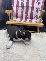 Freyas chocolate male full AKC , a male Chihuahua for sale in Cullowhee, NC – 8 of 10