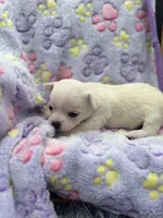 North crème female AKC , a female Chihuahua for sale in Cullowhee, NC – 3 of 10
