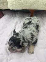 Ravens male full AKC , a male Chihuahua for sale in Cullowhee, NC – 9 of 10