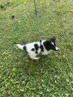 Lucy’s male full AKC color head , a male Shetland Sheepdog for sale in Cullowhee, NC – 5 of 10