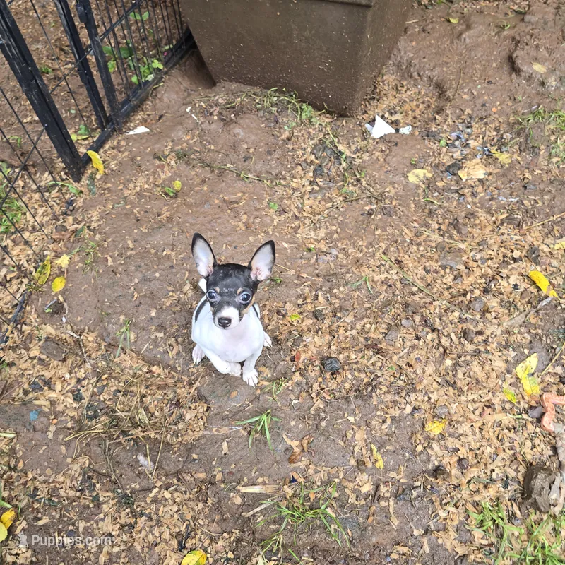 Gidget – Toy Fox Terrier puppy for sale in Cullowhee, NC