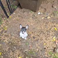 Gidget, a female Toy Fox Terrier for sale in Cullowhee, NC – 1 of 9