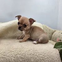 Zoey Full Akc male, a male Chihuahua for sale in Cullowhee, NC – 3 of 10