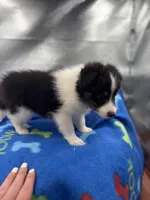 Full AKC Zina M 5, a male Shetland Sheepdog for sale in Cullowhee, NC – 3 of 10