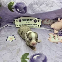 Juliettes Chocolate girl full Akc long coat, a female Chihuahua for sale in Cullowhee, NC – 9 of 10
