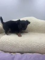 Full AKC teacup Male , a male Chihuahua for sale in Cullowhee, NC – 9 of 10
