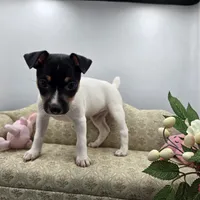 Full AKC Mini's Male # 1, a male Toy Fox Terrier for sale in Cullowhee, NC – 2 of 10
