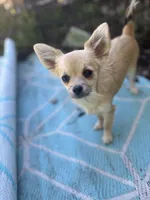Mindy Full AKC female, a female Chihuahua for sale in Cullowhee, NC – 10 of 10