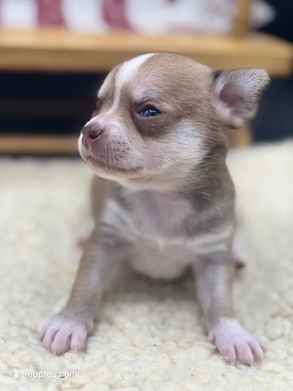 Fawn sable female full AKC – Chihuahua puppy for sale in Cullowhee, NC
