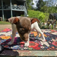 Cupcake chocolate male, a male Toy Fox Terrier for sale in Cullowhee, NC – 3 of 10