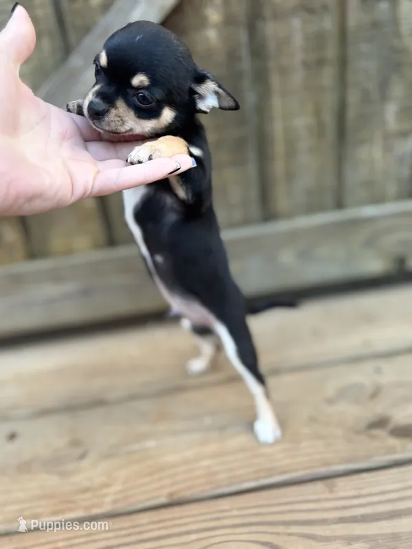 Tri male 1 AKC  – Chihuahua puppy for sale in Cullowhee, NC