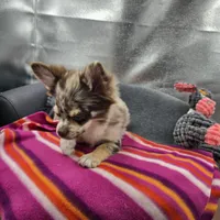 River male full AKC , a male Chihuahua for sale in Cullowhee, NC – 10 of 10