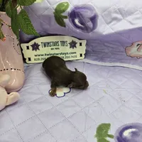 Full Akc Dixie's Chocolate male, a male Chihuahua for sale in Cullowhee, NC – 3 of 10