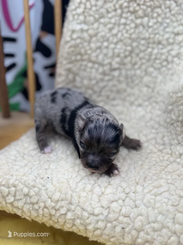 JDs Blue Merle LC Full AKC  – Chihuahua puppy for sale in Cullowhee, NC