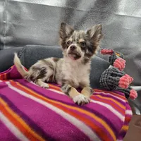 River male full AKC , a male Chihuahua for sale in Cullowhee, NC – 4 of 10