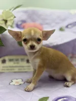 Bitsy AKC  teacup , a female Chihuahua for sale in Cullowhee, NC – 4 of 10