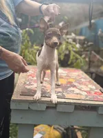 Cupcake chocolate male, a male Toy Fox Terrier for sale in Cullowhee, NC – 1 of 10
