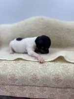 Cupcake tri male, a male Toy Fox Terrier for sale in Cullowhee, NC – 3 of 10